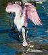 Roseatte Spoonbill-9